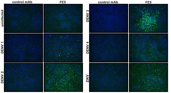 Anti-Flavivirus E Antibody, FE5 - Figure 1 of 1