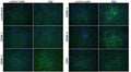 Anti-Flavivirus E Antibody, FE6 - Figure 1 of 1