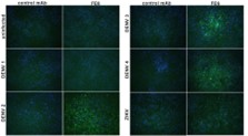 Anti-Flavivirus E Antibody, FE6 - Figure 1 of 1