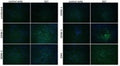 Anti-Flavivirus E Antibody, FE7 - Figure 1 of 1