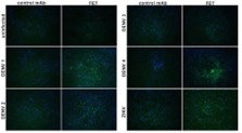 Anti-Flavivirus E Antibody, FE7 - Figure 1 of 1