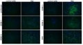 Anti-Flavivirus E Antibody, FE8 - Figure 1 of 1