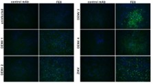 Anti-Flavivirus E Antibody, FE8 - Figure 1 of 1