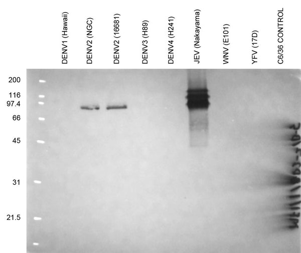 Anti-Japanese Encephalitis Virus NS1 Antibody, JN2 - Figure 1 of 1