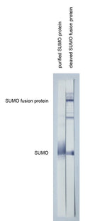 Anti-SUMO tag antibody, SUMOtag1 - Figure 1 of 1