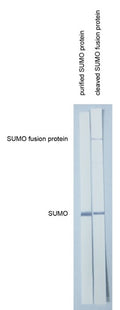 Anti-SUMO tag antibody, SUMOtag2 - Figure 1 of 1