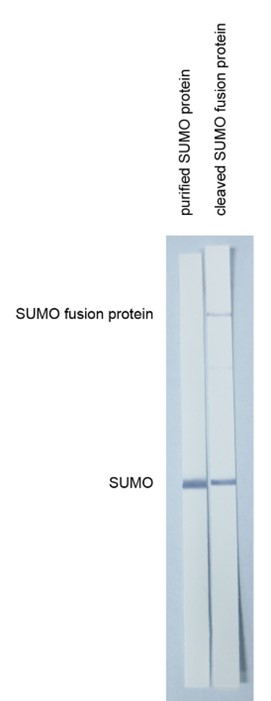 Anti-SUMO tag antibody, SUMOtag2 - Figure 1 of 1