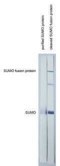 Anti-SUMO tag antibody, SUMOtag3 - Figure 1 of 1