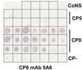 Monoclonal antibodies (murine IgG1) CP8-backbone specific 5A6 - Figure 1 of 1