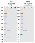 Rabbit anti-EBOV VP40 pAb - Figure 1 of 1