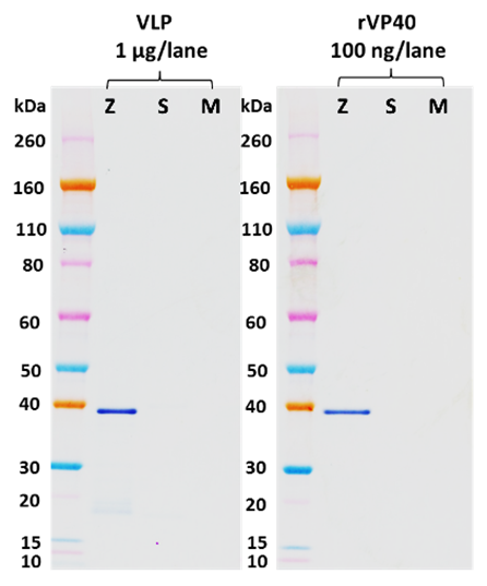 Rabbit anti-EBOV VP40 pAb - Figure 1 of 1