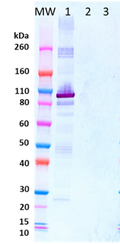 Rabbit anti-EBOV NP pAb - Figure 1 of 1
