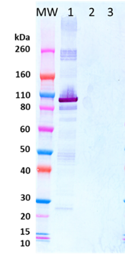 Rabbit anti-EBOV NP pAb - Figure 1 of 1