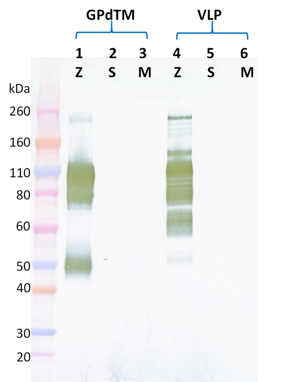 Rabbit anti-EBOV GP pAb - Figure 1 of 1