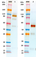 Rabbit anti-EBOV GPΔmuc pAb - Figure 1 of 1