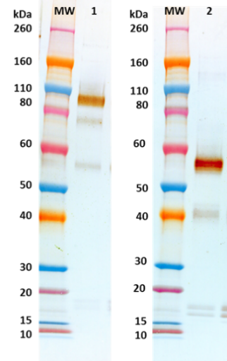 Rabbit anti-EBOV GPΔmuc pAb - Figure 1 of 1
