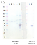 Rabbit anti-EBOV VP35 pAb - Figure 1 of 1