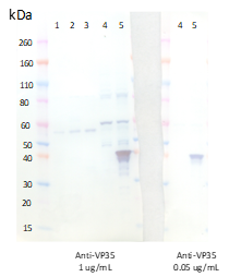 Rabbit anti-EBOV VP35 pAb - Figure 1 of 1