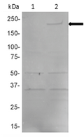 Rabbit anti-EBOV L-Polymerase pAb - Figure 1 of 1