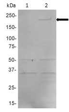 Rabbit anti-EBOV L-Polymerase pAb - Figure 1 of 1