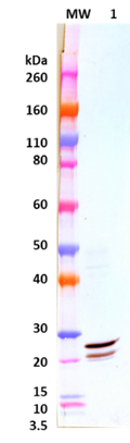 Rabbit anti-EBOV VP24 pAb - Figure 1 of 1