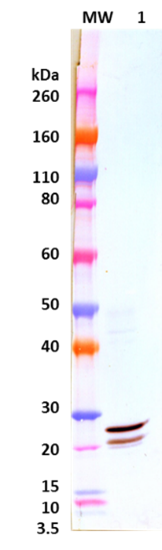 Rabbit anti-EBOV VP24 pAb - Figure 1 of 1