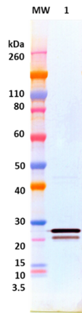 Rabbit anti-EBOV VP24 pAb - Figure 1 of 1