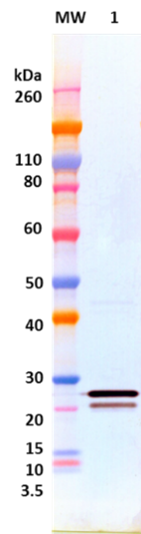 Rabbit anti-EBOV VP24 pAb - Figure 1 of 1