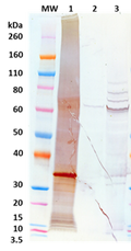 Rabbit anti-EBOV VP30 pAb - Figure 1 of 1