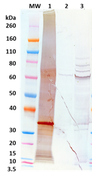 Rabbit anti-EBOV VP30 pAb - Figure 1 of 1