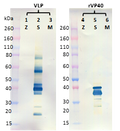 Rabbit anti-SUDV VP40 pAb - Figure 1 of 1