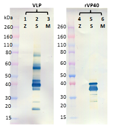 Rabbit anti-SUDV VP40 pAb - Figure 1 of 1