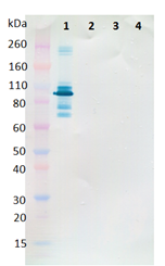 Rabbit anti-SUDV NP pAb - Figure 1 of 1