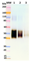 Rabbit anti-SUDV sGP pAb - Figure 1 of 1