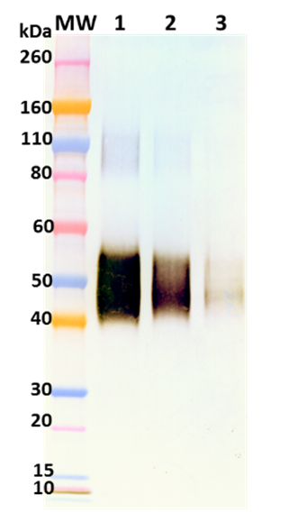 Rabbit anti-SUDV sGP pAb - Figure 1 of 1