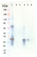 Rabbit anti-MARV VP40 pAb - Figure 1 of 1