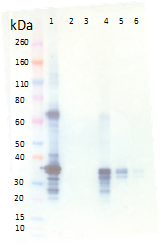 Rabbit anti-MARV VP40 pAb - Figure 1 of 1