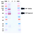 Rabbit anti-MARV NP pAb - Figure 1 of 1