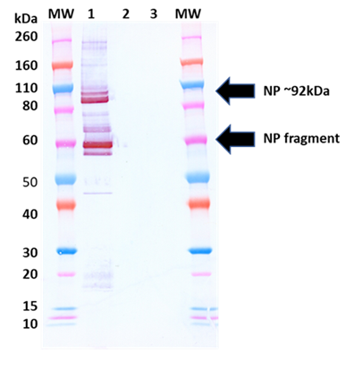 Rabbit anti-MARV NP pAb - Figure 1 of 1