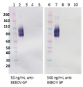 Rabbit anti-BDBV GP pAb - Figure 1 of 1