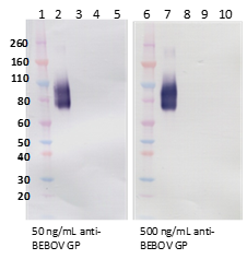 Rabbit anti-BDBV GP pAb - Figure 1 of 1
