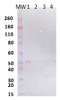 Rabbit anti-CHIKV E2 pAb - Figure 1 of 1