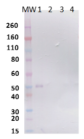Rabbit anti-CHIKV E2 pAb - Figure 1 of 1