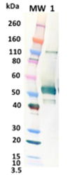 Rabbit anti-ZIKA GP pAb - Figure 1 of 1