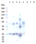 Rabbit anti-(SEA, SEB, TSST-1) pAb - Figure 1 of 1