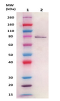 IsdB pAb (staph) - Figure 1 of 1