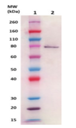 IsdB pAb (staph) - Figure 1 of 1
