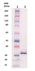 Csa1A pAb (staph) - Figure 1 of 1