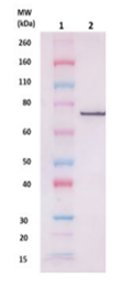 rCflA pAb (staph) - Figure 1 of 1