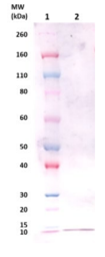 EsxA pAb (staph) - Figure 1 of 1